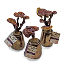 /fileuploads/Produtos/Plantas Naturais/thumb__Lingzi.png